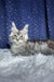 Regis | maine coon kitten