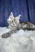 Regis | maine coon kitten