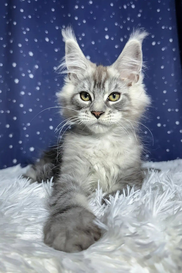 Regis | maine coon kitten