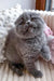 Adorable Gray Scottish Fold Kitten named Reina ready for cuddles and fun