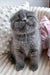 Cute Gray Scottish Fold Kitten named Reina, ready to be your new furry friend