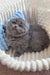 Adorable Gray Scottish Fold kitten named Reina in a cozy setting