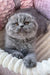 Cute Gray Scottish Fold Kitten Reina, perfect for any pet lover’s collection