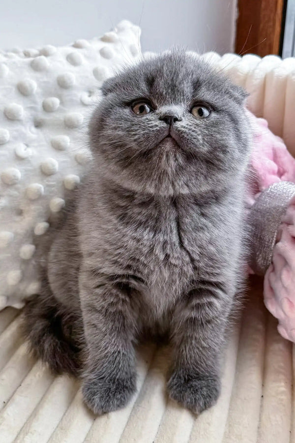 Gray Scottish Fold kitten named Reina, super cute and playful in a cozy setting