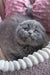 Gray Scottish Fold kitten named Reina, adorable and playful in a cozy setting