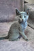 Adorable Russian Blue kitten with bright green eyes, looking alert and curious