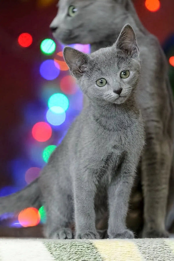Adorable Gray Russian Blue kitten with bright alert eyes from Reksy