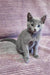 Gray kitten sitting alert on pink corduroy fabric for Reksy Russian Blue Kitten