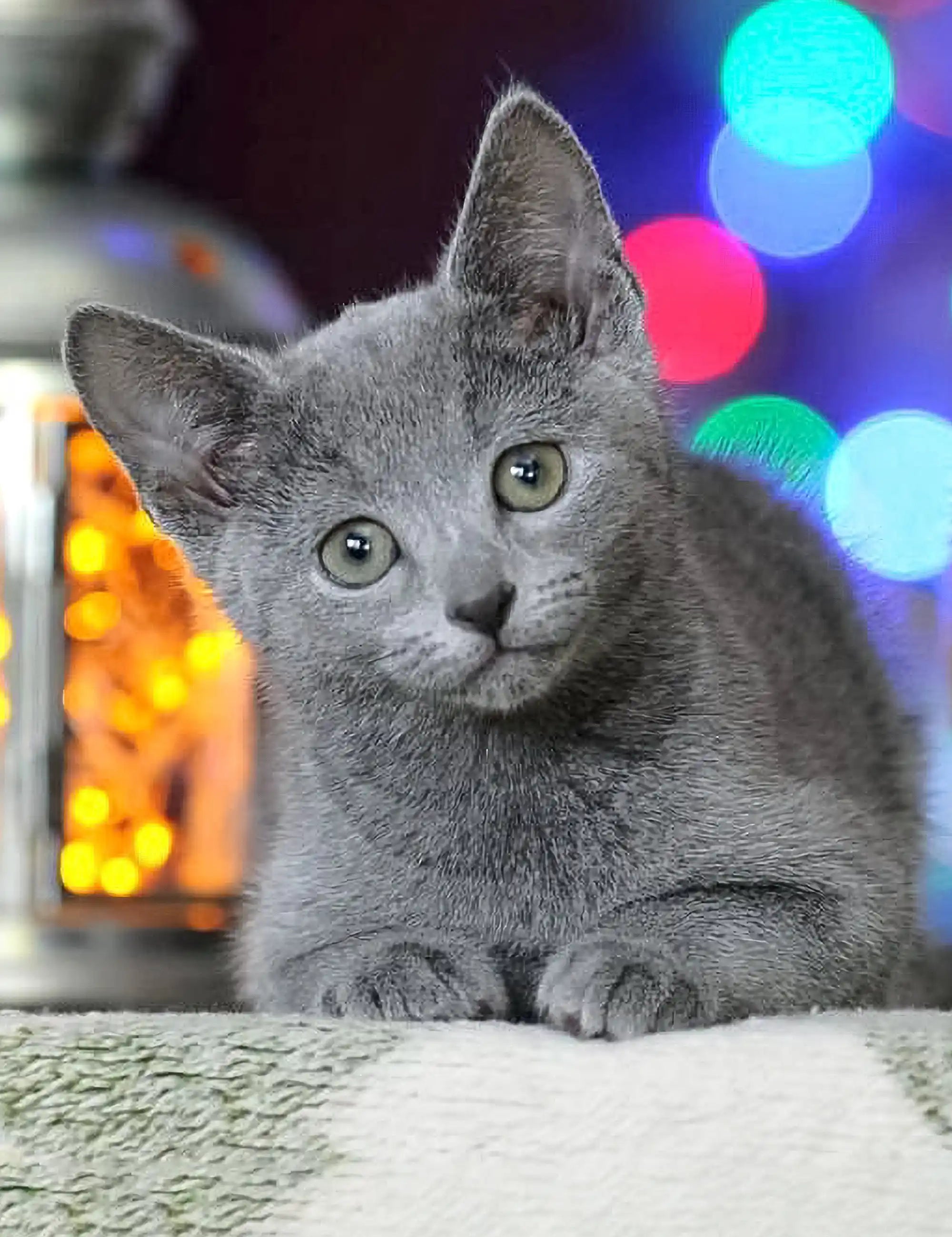 Gray Russian Blue kitten with bright alert eyes, perfect for Reksy lovers