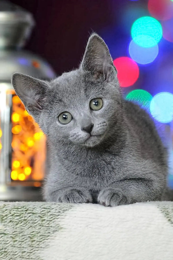 Gray Russian Blue kitten with bright alert eyes, perfect for Reksy lovers