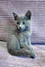 Gray Russian Blue kitten with bright blue eyes on stylish striped fabric