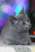 Gray Russian Blue kitten with alert eyes gazing to the side, Reksy product image