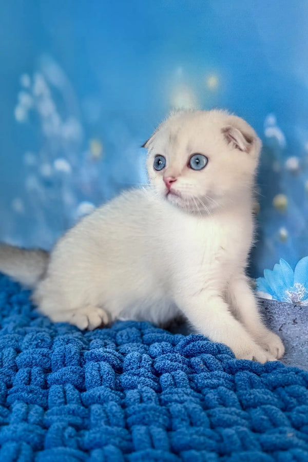 Remi | scottish fold kitten