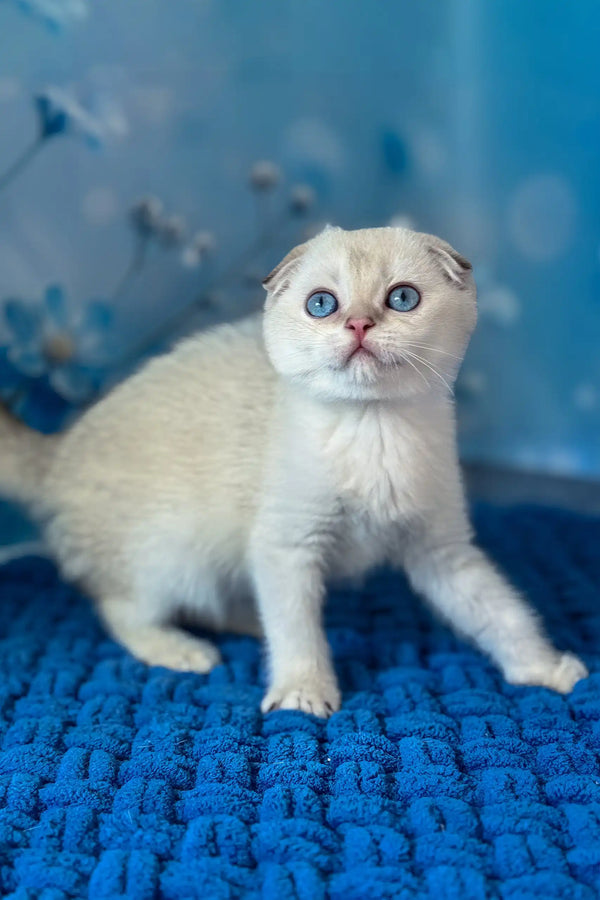 Remi | scottish fold kitten