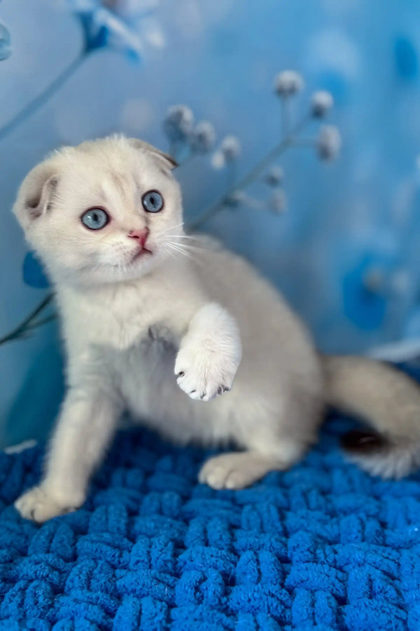 Remi | scottish fold kitten