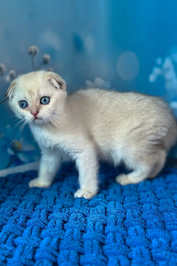Remi | scottish fold kitten