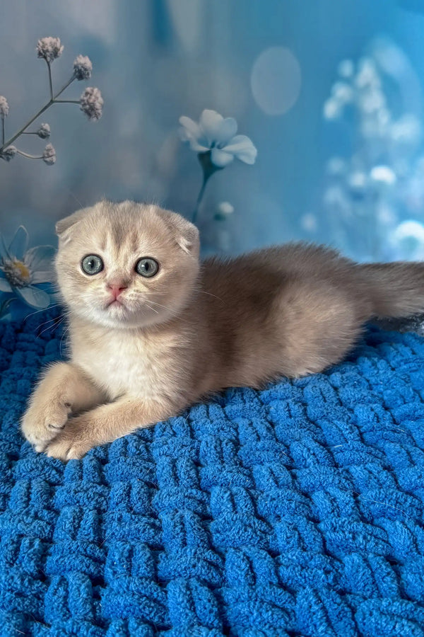 Remus | scottish fold kitten