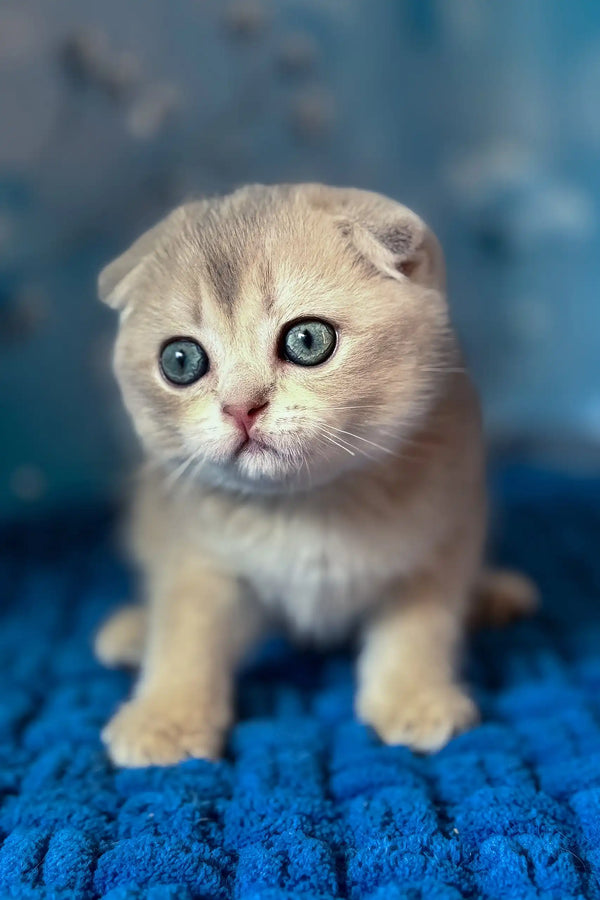 Remus | scottish fold kitten