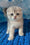 Remus | Scottish Fold Kitten