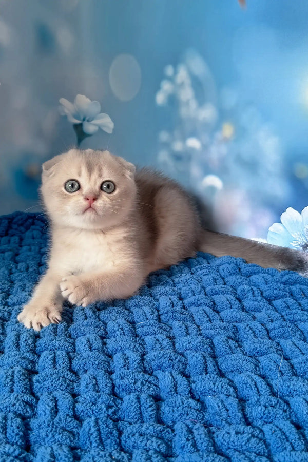 Remus | scottish fold kitten