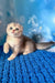 Remus | scottish fold kitten