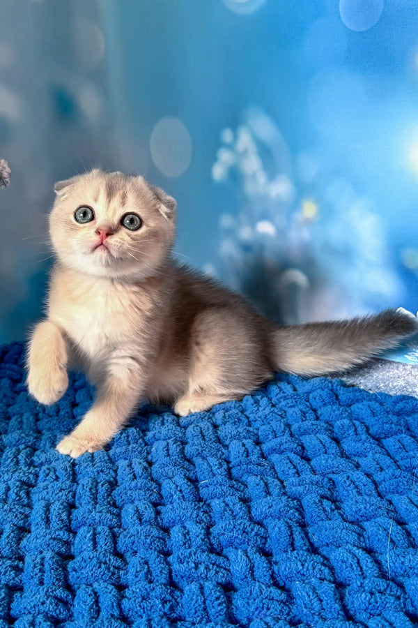 Remus | scottish fold kitten