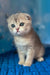 Remus | scottish fold kitten