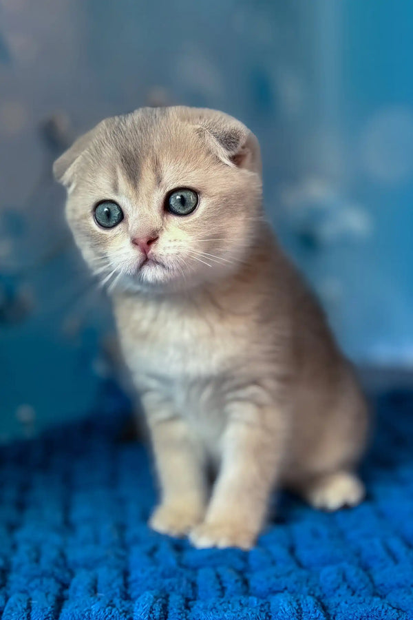 Remus | scottish fold kitten