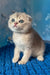 Remus | scottish fold kitten