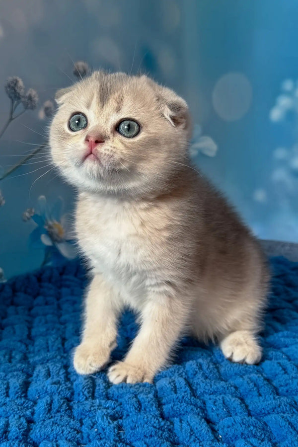 Remus | scottish fold kitten
