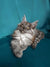 Fluffy gray Maine Coon kitten with pointed ears and alert expression