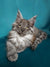 Gray and white Maine Coon kitten with ear tufts and bright yellow eyes