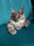 Long-haired Maine Coon kitten with ear tufts and an alert expression