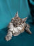 Long-haired gray Maine Coon kitten with tufted ears and alert expression