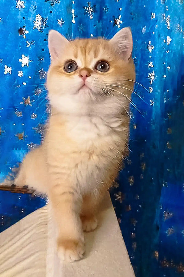 Adorable Golden British Shorthair kitten named Rexie in a cozy setting