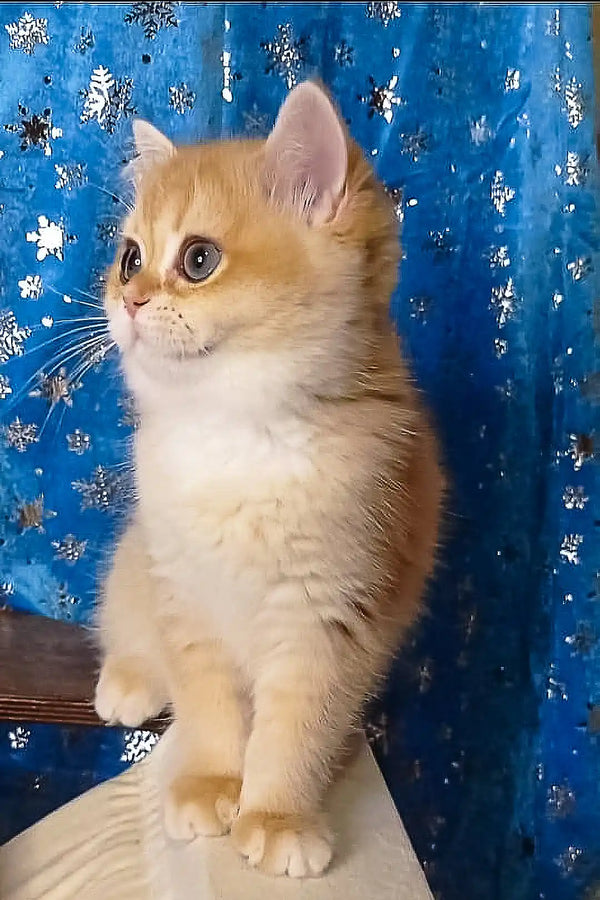 Adorable golden British Shorthair kitten named Rexie with striking blue eyes