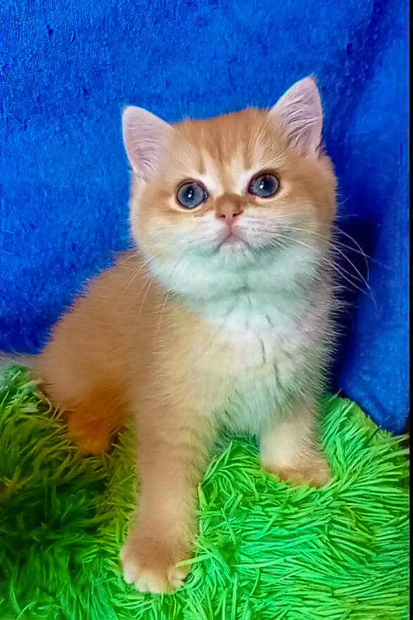 Golden British Shorthair kitten named Rexie with stunning blue eyes