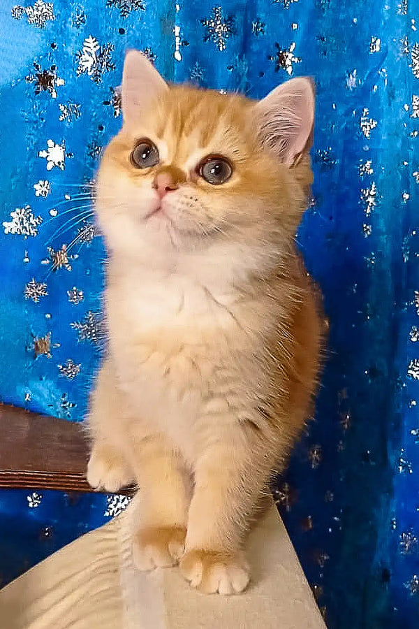 Adorable Golden Tabby Kitten named Rexie, a playful British Shorthair cutie