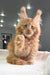 Fluffy ginger Maine Coon kitten with tufted ears playfully raising its paw