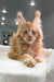 Fluffy ginger Maine Coon kitten with pointed ears and bright blue eyes