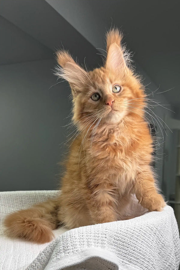 Fluffy ginger Maine Coon kitten with blue eyes on a cozy white blanket