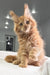 Fluffy orange Maine Coon kitten with perked ears and bright eyes, named Ricardo