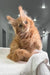 Fluffy orange Maine Coon kitten lounging on a cozy white blanket