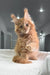 Fluffy orange Maine Coon kitten tilting head curiously in adorable pose