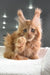 Fluffy orange Maine Coon kitten raising paw with cute ear tufts