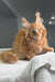 Fluffy orange Maine Coon kitten with ear tufts lounging on white fabric