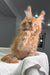 Fluffy orange Maine Coon kitten with tufted ears on a white towel