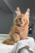 Fluffy orange Maine Coon kitten with ear tufts sitting on a cozy white blanket