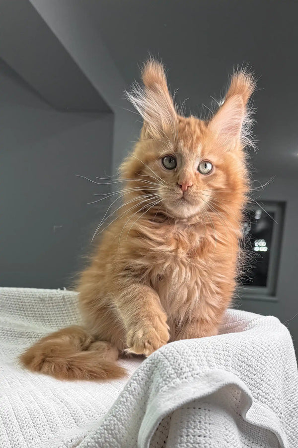Fluffy orange Maine Coon kitten with ear tufts sitting on a cozy white blanket