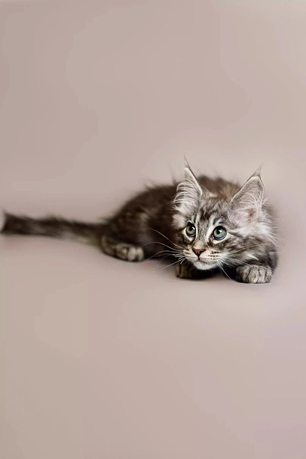 Fluffy gray Maine Coon kitten lying down with alert eyes, showcasing its playful nature